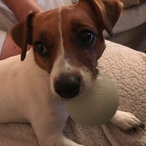 Meet your Posher, Max